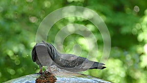 Pigeons in the park fly and drink water from the fountain. Beautiful gray doves.