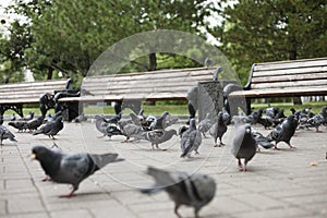 Pigeons peck food photo