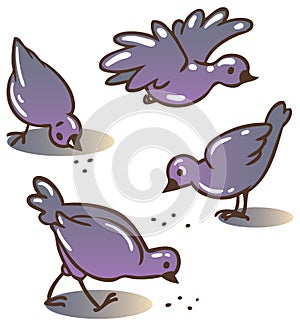 Pigeons peck feed