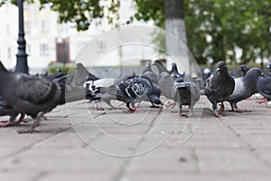 Pigeons peck food photo