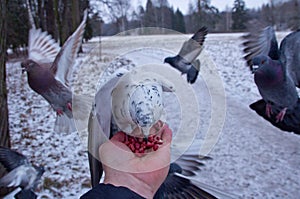 Pigeons peck nuts sitting on a hand