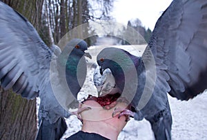 Pigeons peck nuts sitting on a hand