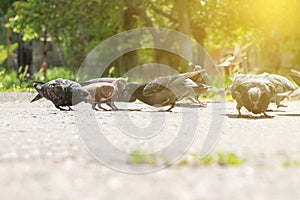 Pigeons peck seeds in the park, summertime photo
