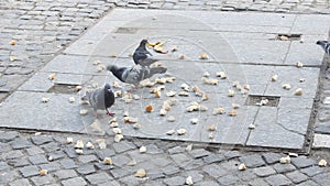 Pigeons pecking