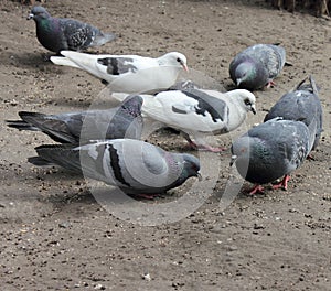 Pigeons pecking grain. Doves