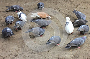 Pigeons pecking grain