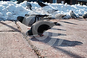 Pigeons pecking for seed on sidewalk in winter