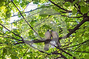 pigeons peel each other feathers among the branches of a tree. Concept of love