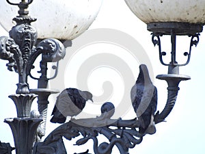 Pigeons perched on lights