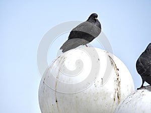 Pigeons perched on lights