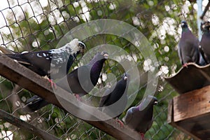 Pigeons perched in line on the fence.Pigeons background