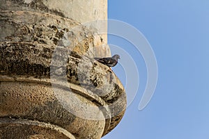 Pigeons perched on a watch point