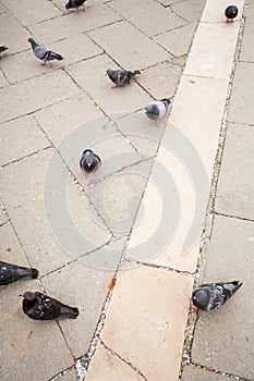 Pigeons on the Piazza