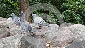 Pigeons photo