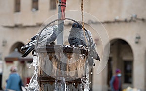 Pigeons playing a bucket of water from the Old Well in Souq Waqif in Doha, Qatar
