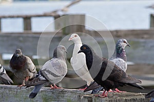 Pigeons on a railing