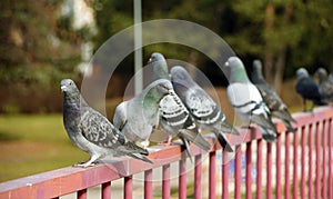 Pigeons on railing over river