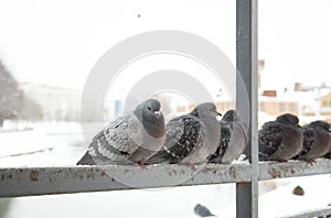 Pigeons on the Railing by a river
