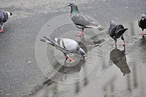 Pigeons in rain water