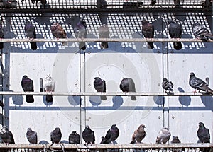 Pigeons - RAW format