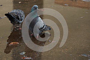 Pigeons