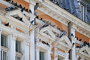 Pigeons resting on historic building