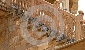 Pigeons resting under the shade