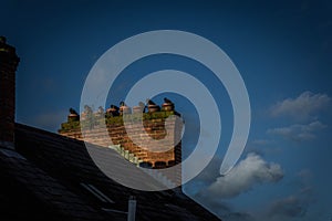 Pigeons on a roof in Derry