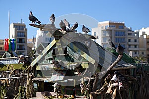 Pigeons on the roof of Duck Village, Malta photo