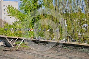 Pigeons on the roof