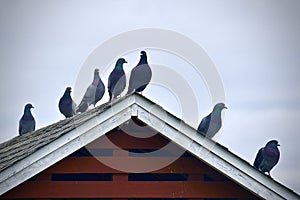 Pigeons on the Roof with a Ominous Sky