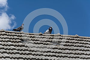 Pigeons on the roof