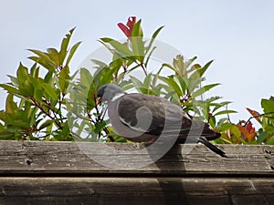 Pigeons on a rooftop - Top sights outside Paris