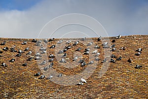 Pigeons roosting