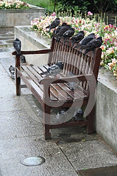 Pigeons roosting on a bench