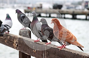 Pigeons in row