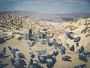 Pigeons in rural mountain landscape, cappadocia, Turkey - photo