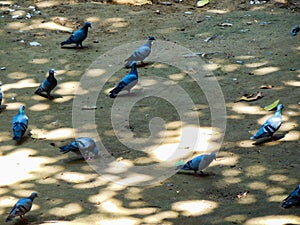 Pigeons searching for food inside a park in Delhi India, Pigeon on the ground