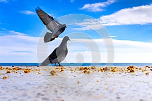 Pigeons on the seaside promenade flock to bread crumbs to eat