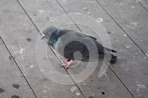 Pigeons are sick in Thailand. Pigeon stands on a wooden floor with lots of poop