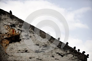 Pigeons silhouettes on sloping roof