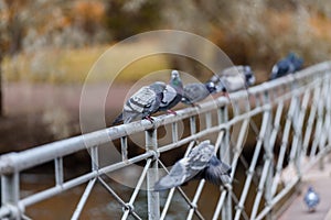 Pigeons sit on the bridge in the autumn Park.
