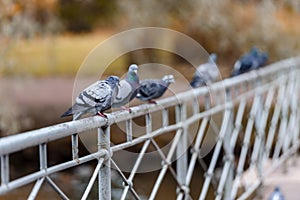 Pigeons sit on the bridge in the autumn Park.