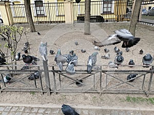 Pigeons sit in the city Park