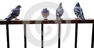 Pigeons sit on fence isolated