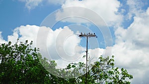 pigeons sit high on the crossbar above the trees.