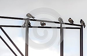 Pigeons sit on metal construction