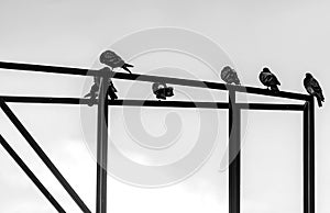 Pigeons sit on metal construction black and white