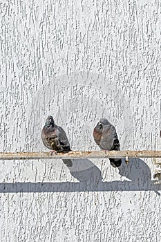 Pigeons sit on a pipe near a white wall in a sunny day