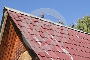 Pigeons sit on a red tile roof, against a blue sky. A shot of some feral pigeons sat on the roof of a house.
